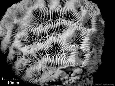 CotW: Mussismilia braziliensis
