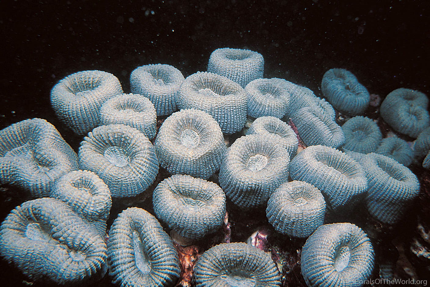 Mussismilia harttii