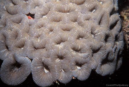 CotW: Mussismilia hispida
