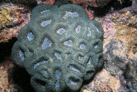 CotW: Mussismilia hispida