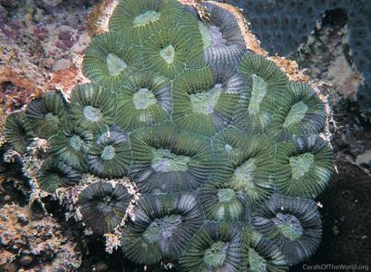 CotW: Mussismilia hispida