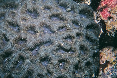 CotW: Mussismilia hispida
