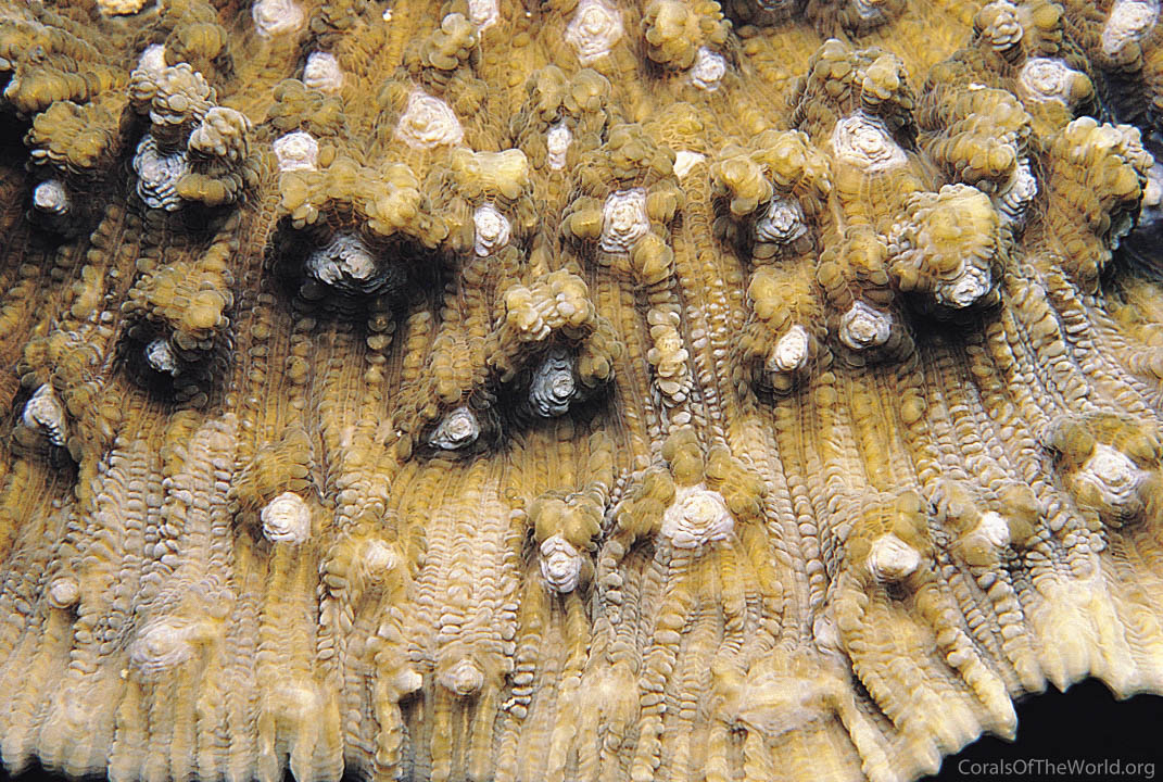 Image from Corals of the World: Mycedium elephantotus