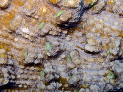 CotW: Mycedium elephantotus
