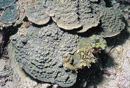 CotW: Mycedium elephantotus