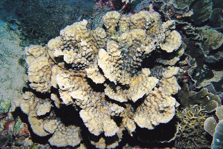 CotW: Mycedium mancaoi