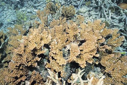 CotW: Mycedium mancaoi