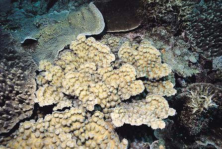 CotW: Mycedium mancaoi