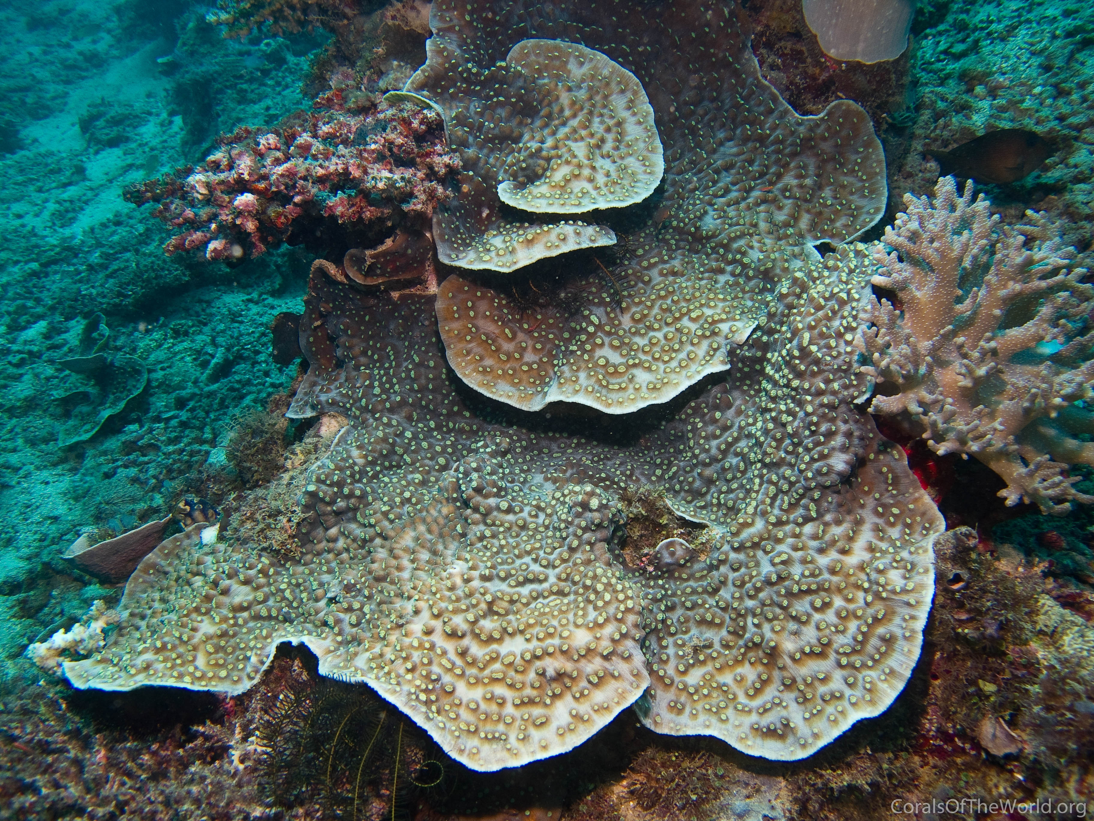 Image from Corals of the World: Mycedium robokaki