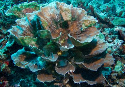 CotW: Mycedium steeni