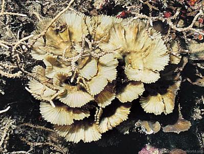 CotW: Mycedium steeni