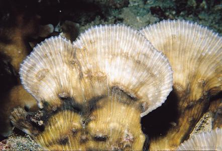 CotW: Mycedium steeni
