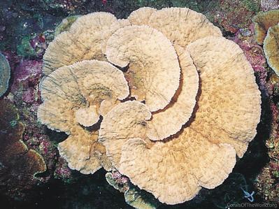 CotW: Mycedium steeni