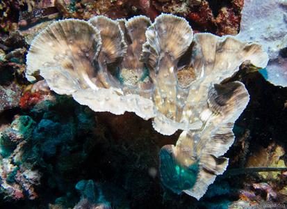CotW: Mycedium steeni