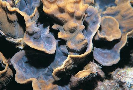 CotW: Mycedium umbra