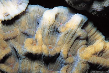 CotW: Mycedium umbra