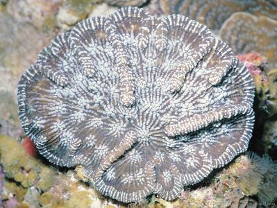 CotW: Mycetophyllia aliciae