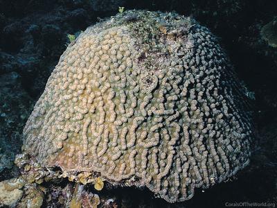 CotW: Mycetophyllia aliciae