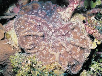 CotW: Mycetophyllia aliciae
