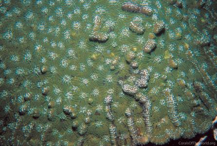 CotW: Mycetophyllia aliciae