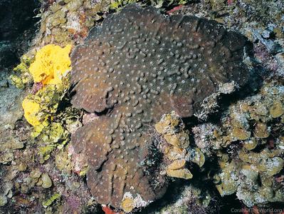 CotW: Mycetophyllia aliciae