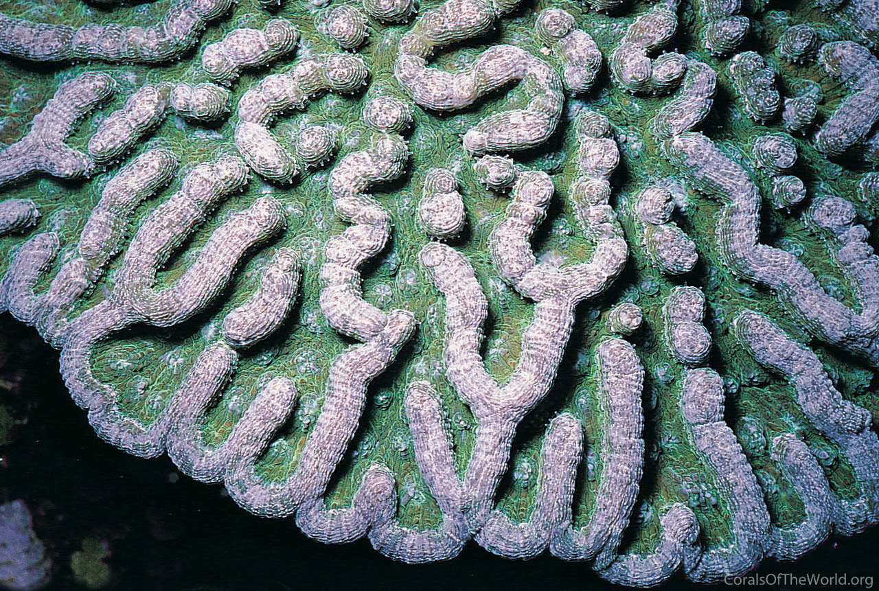 Mycetophyllia danaana