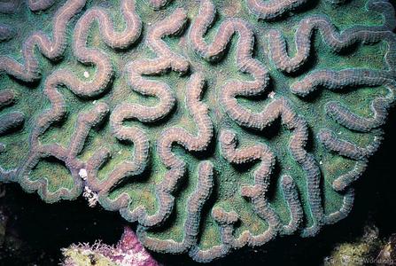 CotW preview: Mycetophyllia danaana