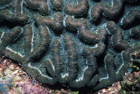 CotW: Mycetophyllia danaana