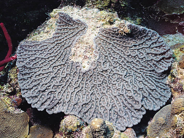 Image from Corals of the World: Mycetophyllia ferox