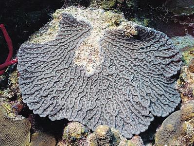 CotW preview: Mycetophyllia ferox
