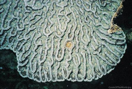 CotW: Mycetophyllia ferox