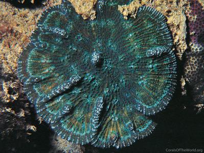 CotW preview: Mycetophyllia lamarckiana