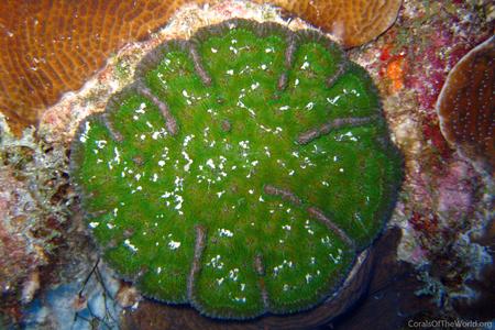 CotW: Mycetophyllia lamarckiana