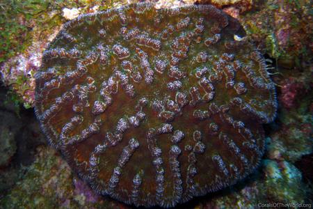 CotW: Mycetophyllia lamarckiana