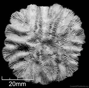 CotW: Mycetophyllia lamarckiana