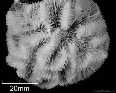CotW: Mycetophyllia lamarckiana