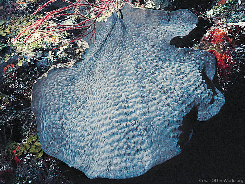 Image from Corals of the World: Mycetophyllia reesi