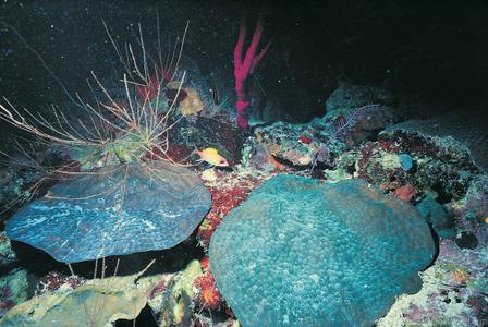 CotW preview: Mycetophyllia reesi