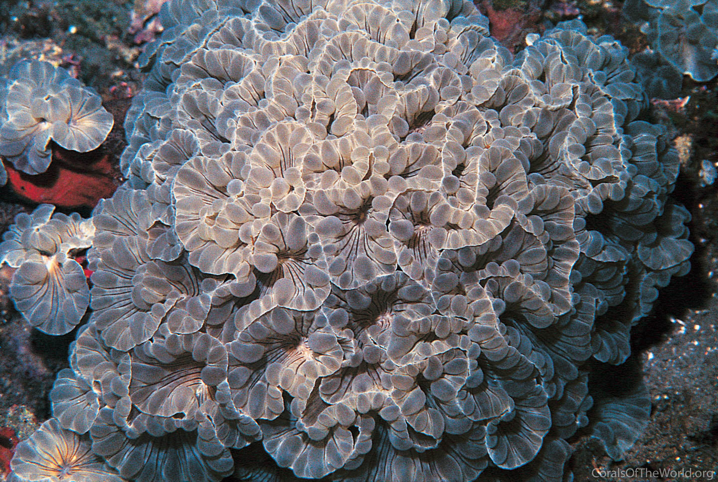 Image from Corals of the World: Nemenzophyllia turbida