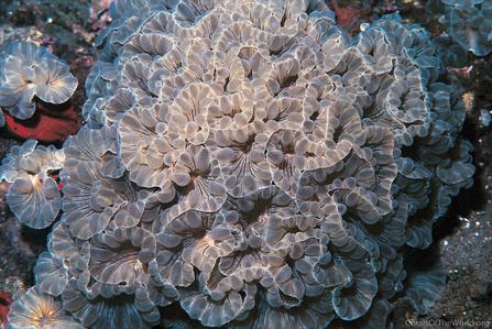 CotW preview: Nemenzophyllia turbida