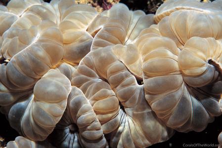 CotW: Nemenzophyllia turbida
