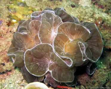 CotW: Nemenzophyllia turbida