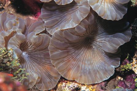 CotW: Nemenzophyllia turbida