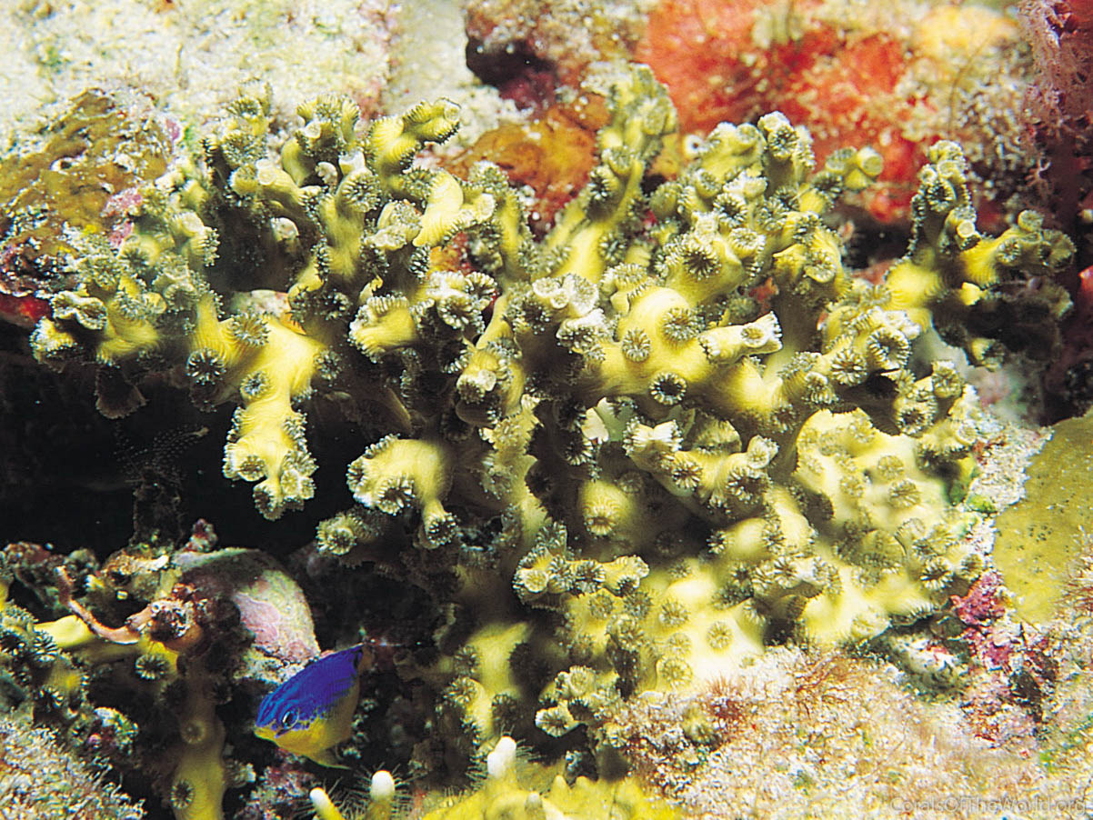 Oculina diffusa