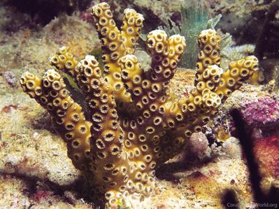 CotW preview: Oculina robusta