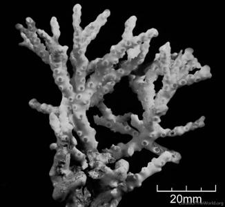 Oculina valenciennesi