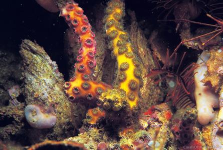 CotW preview: Oculina varicosa