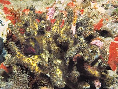 CotW: Oculina varicosa