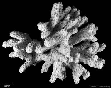 CotW: Oculina varicosa