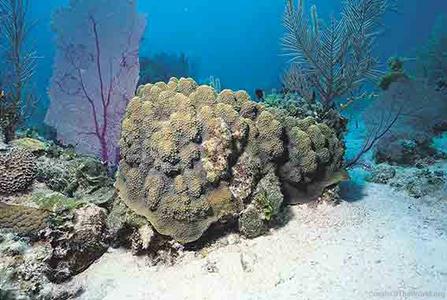 CotW preview: Orbicella annularis